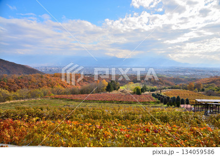 《山梨県》紅葉したブドウ畑と甲府盆地 《山梨県》紅葉したブドウ畑と甲府盆地 134059586