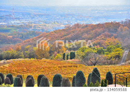 《山梨県》紅葉したブドウ畑と甲府盆地 《山梨県》紅葉したブドウ畑と甲府盆地 134059588