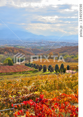 《山梨県》紅葉したブドウ畑と甲府盆地 《山梨県》紅葉したブドウ畑と甲府盆地 134059590