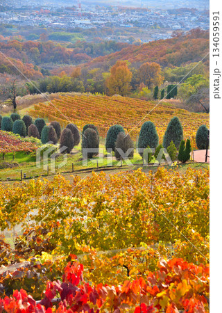 《山梨県》紅葉したブドウ畑と甲府盆地 134059591