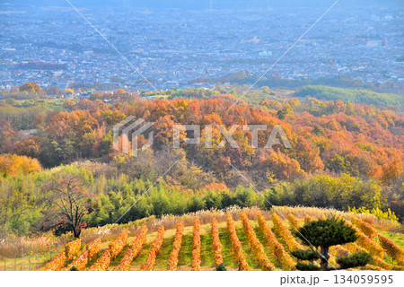 《山梨県》紅葉したブドウ畑と甲府盆地 134059595