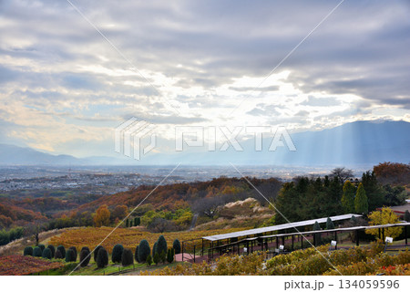 《山梨県》紅葉したブドウ畑と甲府盆地 134059596