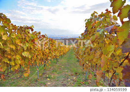 《山梨県》紅葉したブドウ畑 《山梨県》紅葉したブドウ畑 134059599