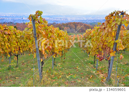 《山梨県》紅葉したブドウ畑 134059601