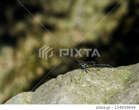 夏の川辺の岩の上のコオニヤンマ トンボ 夏の川辺の岩の上のコオニヤンマ トンボ 134059649