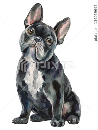 French bulldog dog watercolor black sitting portrait on white background cute puppy art for kids room decor French bulldog dog watercolor black sitting portrait on white background cute puppy art for kids room decor 134059695