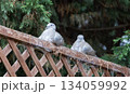 家の柵で休む鳩 134059992
