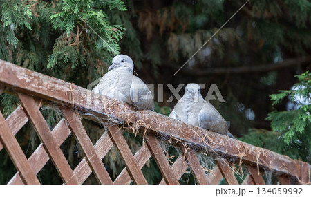家の柵で休む鳩 134059992