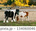 紅葉の季節に仲良く草を食む服部牧場のポニー達の様子 134060046