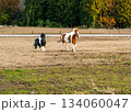 服部牧場の親子のポニーが元気に駆け回っている様子 134060047