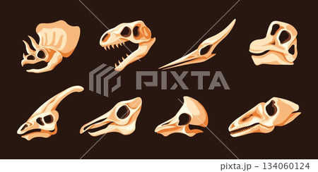 Dinosaurs skulls. Dinosaur head skeleton, bones fossil prehistoric animals tyrannosaurus triceratops dino park jurassic period museum archeology paleontology vector illustration Dinosaurs skulls. Dinosaur head skeleton, bones fossil prehistoric animals tyrannosaurus triceratops dino park jurassic period museum archeology paleontology vector illustration 134060124