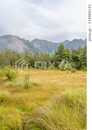 上高地自然遊歩道　森林浴ウォーキング　田代湿原から見上げる穂高連峰 134060142