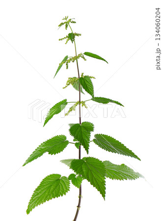 Nettle plant isolated on white background. Green common nettle, burn nettle, stinging nettle or Urtica dioica. Medicinal and culinary herb. Clipping path. 134060204