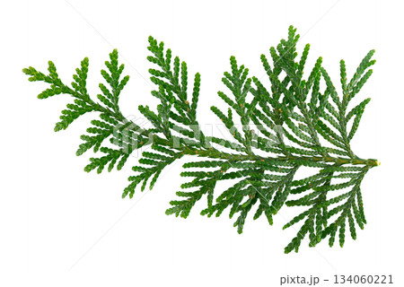 Thuja branch isolated on white background. Branch of green orientalis leaves. Clipping path. Thuja branch isolated on white background. Branch of green orientalis leaves. Clipping path. 134060221