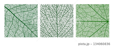 Green leaf vector textures with veins. Green botanical leaf cells background for eco friendly posters, environment, textile print. Detail closeup leaf skeleton for friendly environment pattern 134060836