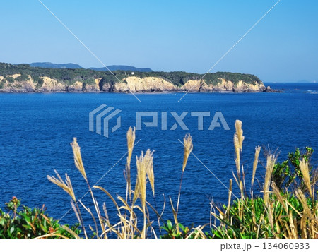 秋の伊勢志摩　安乗岬のススキ越しに菅崎を望む 134060933