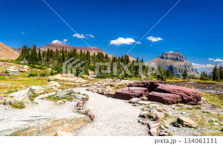 Hiking trail winds past red argillite rocks toward Going-to-the-Sun Mountain in Glacier National Park, Montana. Scenic alpine landscape features green pine trees in UNESCO World Heritage site Hiking trail winds past red argillite rocks toward Going-to-the-Sun Mountain in Glacier National Park, Montana. Scenic alpine landscape features green pine trees in UNESCO World Heritage site 134061131