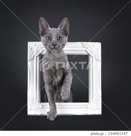 Blue Savannah cat on black background 134061147