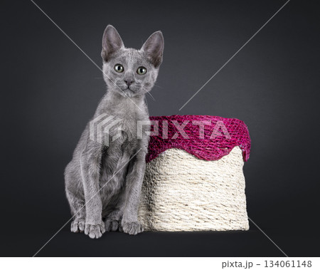 Blue Savannah cat on black background Blue Savannah cat on black background 134061148