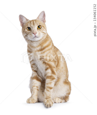 European Shorthair cat on white background 134061152