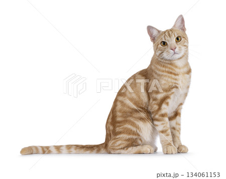 European Shorthair cat on white background 134061153
