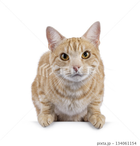 European Shorthair cat on white background 134061154