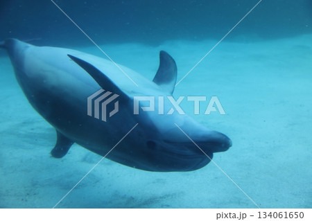 名古屋港水族館 名古屋港水族館 134061650
