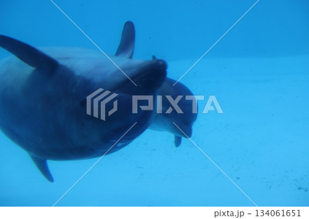 名古屋港水族館 134061651