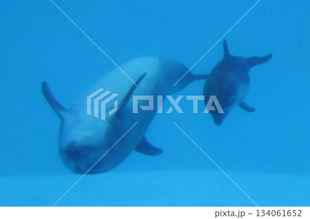名古屋港水族館 名古屋港水族館 134061652