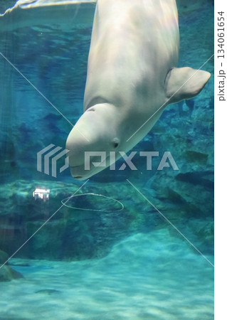 ベルーガのバブルリング　名古屋港水族館 134061654