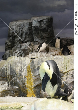 名古屋港水族館 134061657