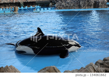 名古屋港水族館 134061662