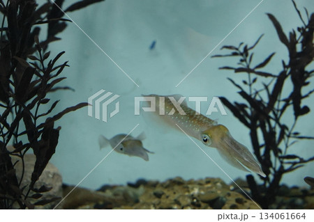 名古屋港水族館 134061664