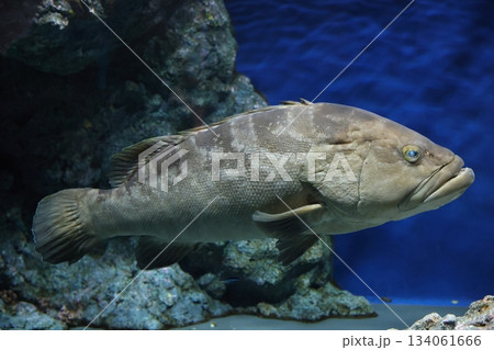 名古屋港水族館 134061666