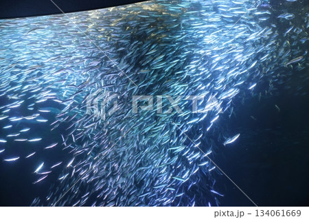 名古屋港水族館 名古屋港水族館 134061669