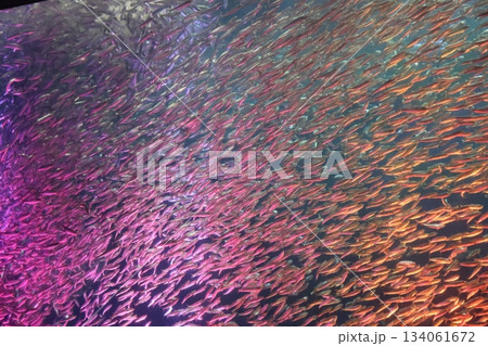 名古屋港水族館 134061672