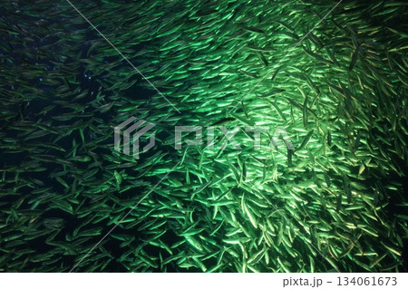 名古屋港水族館 134061673