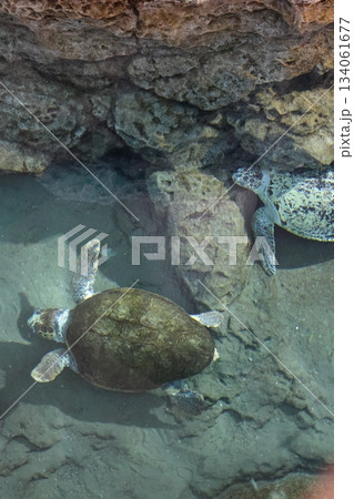 名古屋港水族館 134061677