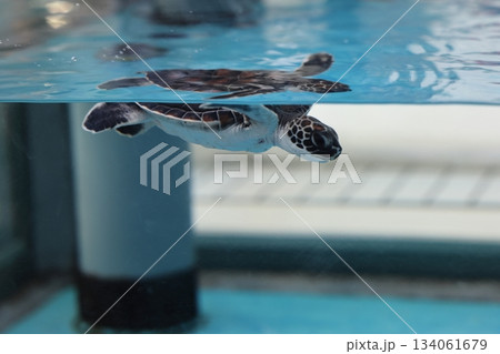 名古屋港水族館 名古屋港水族館 134061679