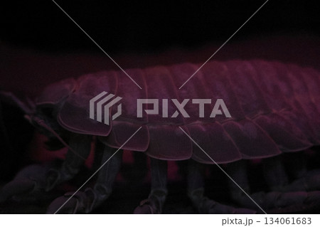 名古屋港水族館 134061683