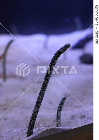 名古屋港水族館 名古屋港水族館 134061685