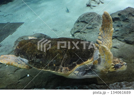 名古屋港水族館 134061689