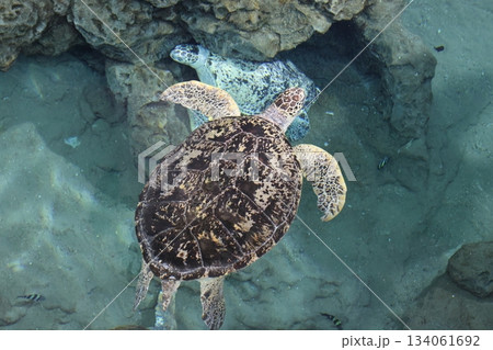 名古屋港水族館 134061692