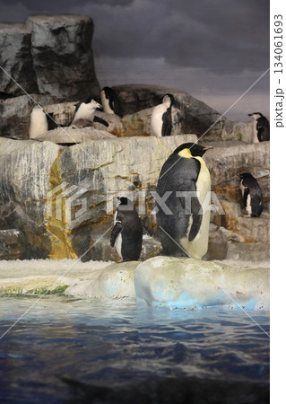 名古屋港水族館 134061693