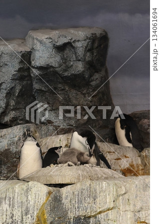 名古屋港水族館 134061694