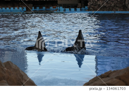 名古屋港水族館 名古屋港水族館 134061703