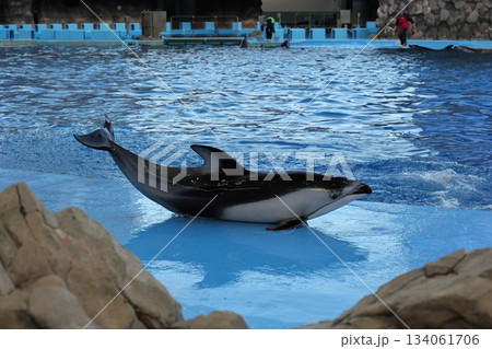 名古屋港水族館 134061706