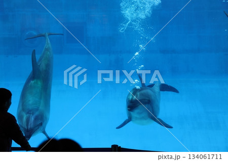名古屋港水族館 134061711