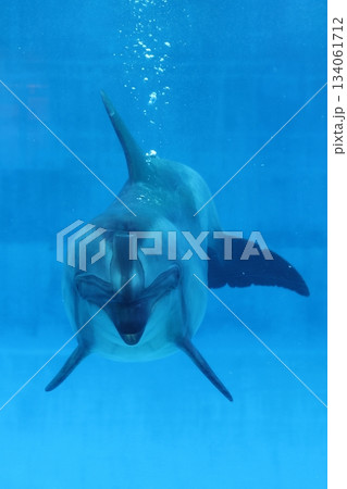 名古屋港水族館 134061712