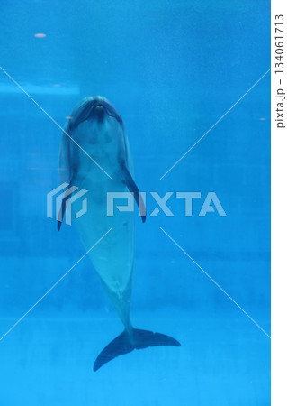 名古屋港水族館 134061713